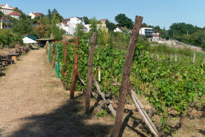 Vignoble de Máchalka